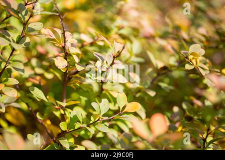 Foglie colorate e brillanti sui cespugli in autunno, fuoco selettivo Foto Stock