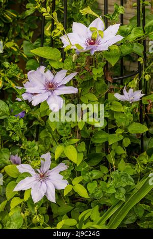 Clematis Bernadine Foto Stock