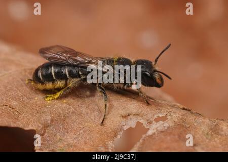 Primo piano su una femmina grande ape forbici, Chelostoma florisomne seduta su una foglia secca in giardino Foto Stock