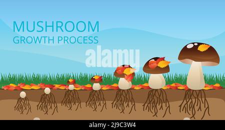Crescita di funghi selvatici infografiche colorate con vista profilo a. diverse fasi di maturazione flat vettoriale illustrazione Illustrazione Vettoriale