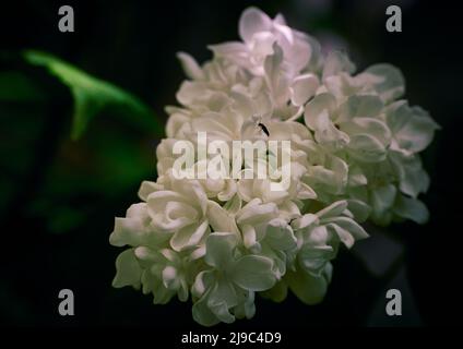 Primo piano di un fiore bianco lilla con sfondo sfocato. Foto Stock