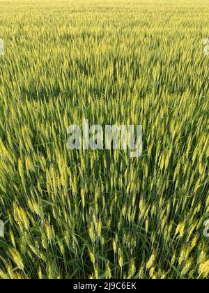 Campo verde striato di grano giovane. Sfondo verde naturale. Agricoltura di natura. Paesaggio estivo Foto Stock