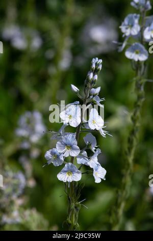 Veronica gentianoides 'Barbara Sherwood' Foto Stock