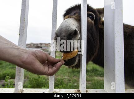 Asino mangiare pane in animali stalla, divertente, mammiferi Foto Stock