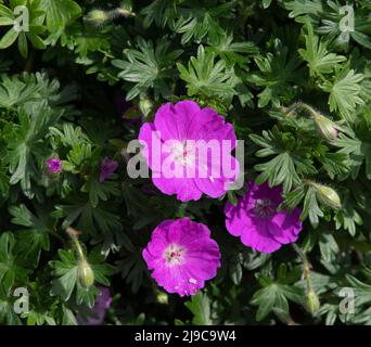 Geranio sanguineum 'Max Frei' Foto Stock