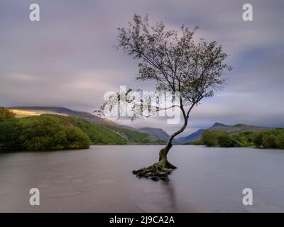 Un albero solista sulla riva di Llyn Padarn a Llanberis in Galles. Foto Stock