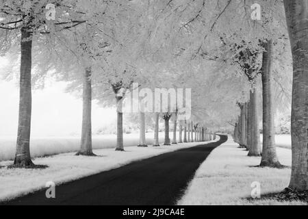 Un'immagine infrarossa in bianco e nero di un viale alberato a Moor Crichel nel Dorset. Foto Stock