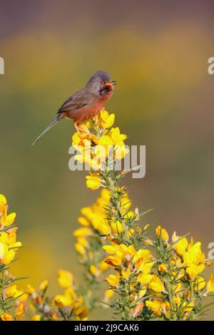 Un maschio Dartford Warbler (Curruca undata) che cantava da un cespuglio di gorse in primavera nel Regno Unito Foto Stock