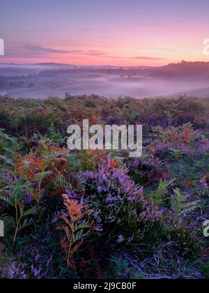 Heather e bracken al mattino presto al Rockford Common nella New Forest. Foto Stock