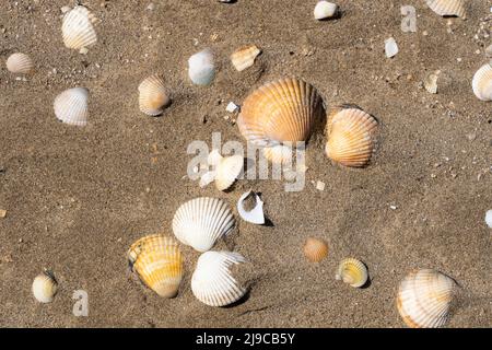Conchiglie di cockle comuni gialle e bianche (Cerastoderma edule) lavate su una spiaggia sabbiosa a Ferryside, nel Galles del Sud, nel Regno Unito Foto Stock