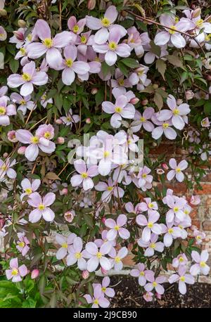 Primo piano di clematis rosa 'Mantana' che cresce su un muro nel giardino in primavera. Foto Stock