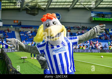 Brighton, Regno Unito. 22nd maggio 2022. La mascotte di Brighton prima della partita della Premier League tra Brighton & Hove Albion e West Ham United all'Amex il 22nd 2022 maggio a Brighton, Inghilterra. (Foto di Jeff Mood/phcimages.com) Credit: PHC Images/Alamy Live News Foto Stock