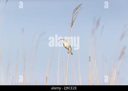 Sedge Warbler (Acrocephalus schoenobaenus) maschio adulto arroccato su canna, cantando, Suffolk, Inghilterra, maggio Foto Stock