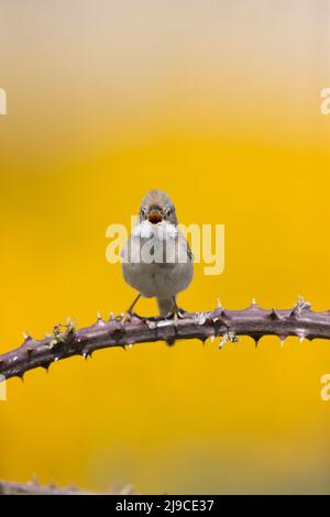 Comune Whitegola (Sylvia communis) maschio adulto arroccato su bramble, cantando, Suffolk, Inghilterra, maggio Foto Stock
