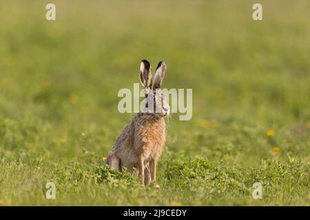 European Hare (Lepus europeaus) allerta seduta adulta in prato, Ungheria, aprile Foto Stock
