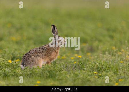 Lepre europea (Lepus europeaus) adulto in piedi nel prato, Ungheria, aprile Foto Stock