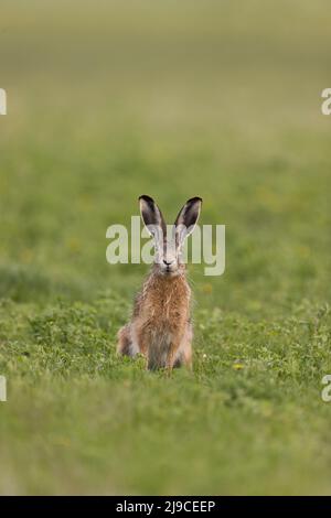 European Hare (Lepus europeaus) allerta seduta adulta in prato, Ungheria, aprile Foto Stock