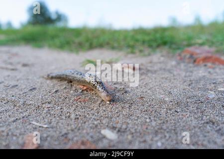 LIMAX Maximus, letteralmente, 'la più grande lumaca', conosciuta dai nomi comuni grande lumaca grigia e lumaca leopardo, sulla sabbia Foto Stock