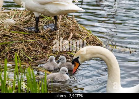 East Lothian, Scozia, Regno Unito, 22nd maggio 2022. I cigneti vecchi di giorno prendono all'acqua: Un paio di cigni muti prendono i loro cigneti appena schiusa per una nuotata nel serbatoio. Purtroppo ci sono ancora due uova non cotte nel nido Foto Stock