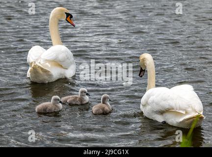 East Lothian, Scozia, Regno Unito, 22nd maggio 2022. I cigneti vecchi di giorno prendono all'acqua: Un paio di cigni muti prendono i loro cigneti appena schiusa per una nuotata in un serbatoio Foto Stock