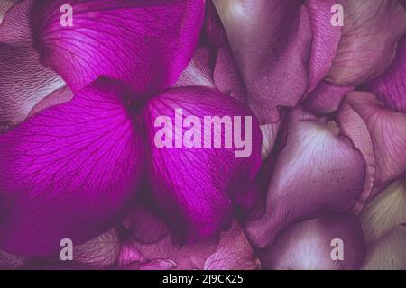 Un gruppo di petali di rosa e viola. Foto Stock