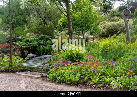 RHS Wisley Garden view, l'area di Oakwood o giardino selvaggio durante maggio o la tarda primavera, Surrey, Inghilterra, Regno Unito, con Primula candelabra ibridi Foto Stock