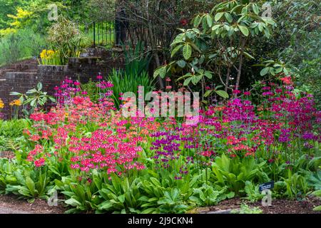 RHS Wisley Garden view, l'area di Oakwood o giardino selvaggio durante maggio o la tarda primavera, Surrey, Inghilterra, Regno Unito, con fioritura Primula candelabra ibridi Foto Stock