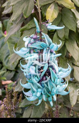 Strongylodon macrobotrys fiore, comunemente noto come jade vite, Emerald vite o turchese jade vite, in RHS Wisley Garden Glasshouse, Surrey, Regno Unito Foto Stock