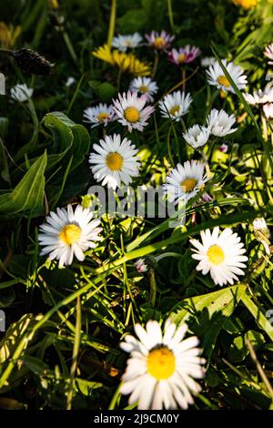 Un mazzo di fiori margherite in erba quando il sole splende Foto Stock