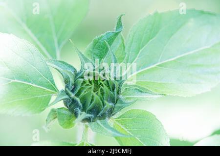 Immagine chiave alta di un girasole (Helianthus annuus) che è in fase pre-fioritura. Foto Stock