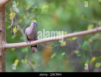 Un collo dove che si agganella su un albero Foto Stock