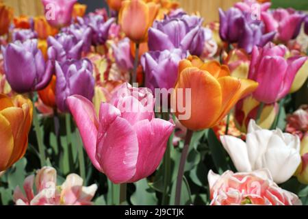 Allegro mix di tulipani in fiore. Il composto è rosa, viola, arancione e bianco Foto Stock