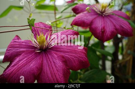 Clematis ibrido con grandi fiori rossi scuri Foto Stock