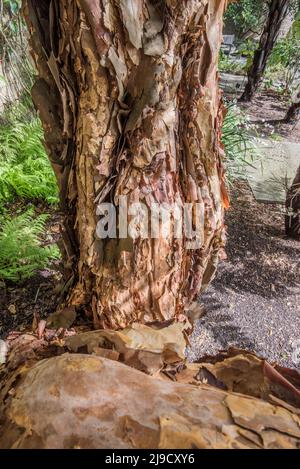L'albero 'filo pastry' del Logan Botanic Garden, chiamato per il modo in cui appare la sua corteccia, è il più grande della specie polilepis australis nel Regno Unito. Foto Stock