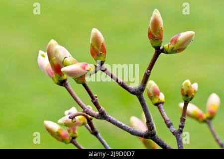 Sycamore (acer pseudoplatanus), primo piano di diversi germogli di foglie sul bordo di apertura, isolato su uno sfondo verde. Foto Stock