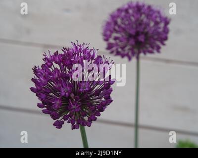 Due teste di fiore di allio viola completamente aperte Foto Stock