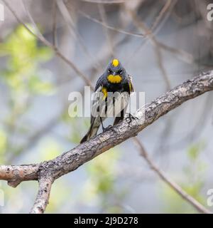 Un Warbler giallo-rumped (Audubon's), punta la sua testa rivelando il cappuccio giallo chiaro della piuma che va con la sua macchia gialla colorata della gola. Foto Stock