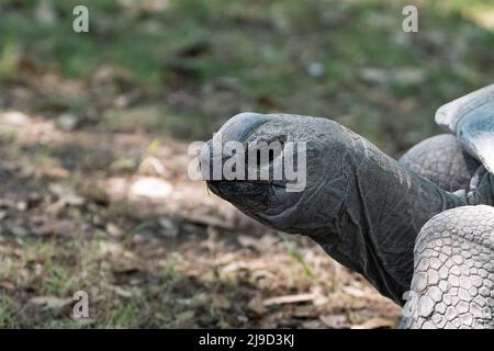 Profilo closeup della testa di una tartaruga Galapagos come cammina lentamente attraverso un prato. Foto Stock