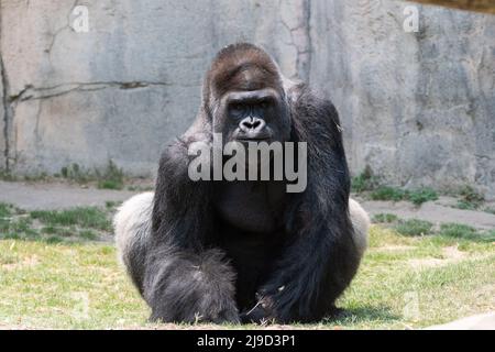 Un grande, maschio, argento posteriore Gorilla seduta in erba vicino a una parete di roccia e fissando la fotocamera con un puzzolo intimidatorio sul suo volto. Foto Stock