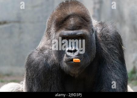 Un maschio, argento posteriore Gorilla che fissa intentamente nella macchina fotografica mentre tiene un pezzo di una carota nella sua bocca. Foto Stock