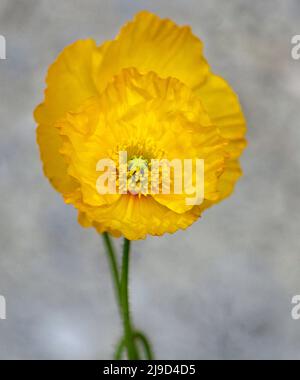 Coppa di farfalle strisciante Calgary Alberta Foto Stock