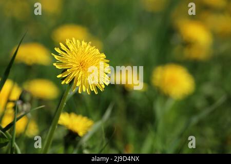 Fioritura di dandelioni, fiori di primavera in erba verde Foto Stock