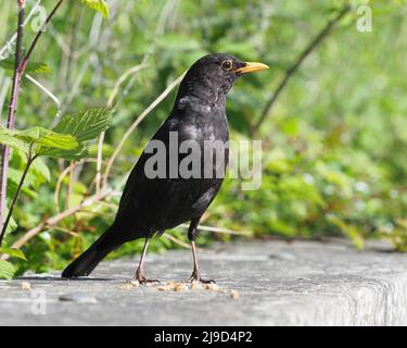 Primo piano di un Blackbird maschio adulto, Turdus merula, in piedi su un muro accanto al verde fogliame, in una luminosa giornata di sole. Foto Stock