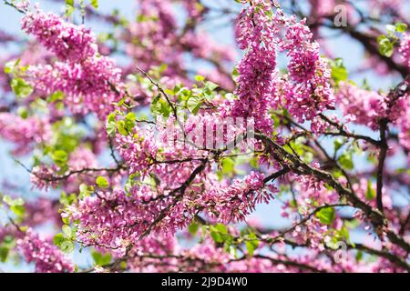 Cerci europei, o albero di Giuda, o scarlatto europeo. Primo piano di fiori rosa di Cercis siliquastrum. Cercis è un albero o arbusto, una specie del genu Foto Stock