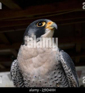 L'animale più veloce della terra in un'immersione, il re di falco, il falco Peregrino il cacciatore supremo Foto Stock