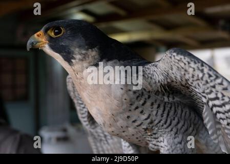 L'animale più veloce della terra in un'immersione, il re di falco, il falco Peregrino il cacciatore supremo Foto Stock
