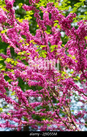 Cerci europei, o albero di Giuda, o scarlatto europeo. Primo piano di fiori rosa di Cercis siliquastrum. Cercis è un albero o arbusto, una specie del genu Foto Stock