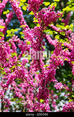 Cerci europei, o albero di Giuda, o scarlatto europeo. Primo piano di fiori rosa di Cercis siliquastrum. Cercis è un albero o arbusto, una specie del genu Foto Stock