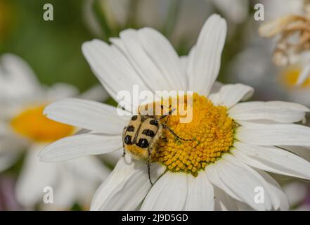 Il scarabeo (Trichius fasciatus) è un scarabeo della famiglia degli scarabei. Coleottero a spazzola con bande. Su una margarita Foto Stock