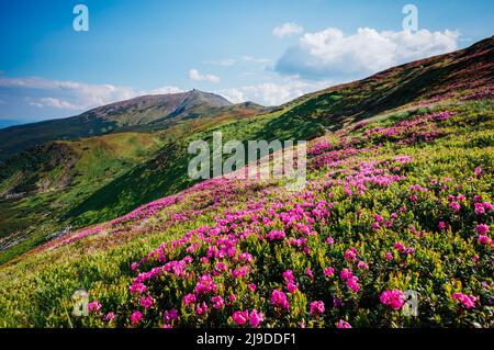 Accattivante scena della valle alpina in presenza di luce solare. Il pittoresco giorno. Ubicazione Posto Carpazi Ucraina, l'Europa. Splendida immagine di sfondo. Excellen Foto Stock